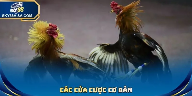 Các cửa cược cơ bản