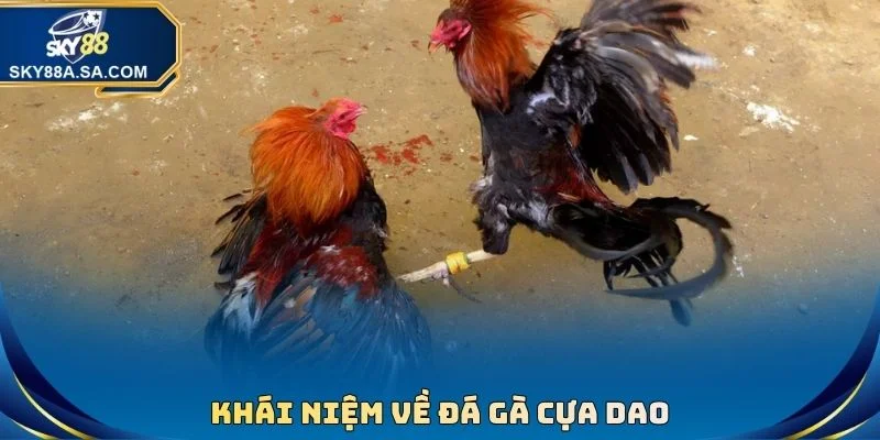 Khái niệm về đá gà cựa dao