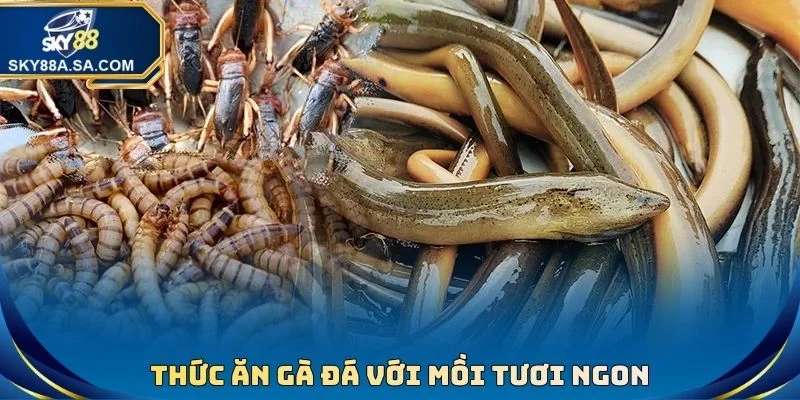 Thức ăn gà đá với mồi tươi ngon